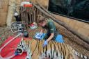 Undated handout photo issued by Marwell Zoo of vets carrying out root canal work on male Amur tiger Bagai after he broke a tooth.