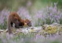 Forestry England has announced the successful return of the pine marten to all parts of the New