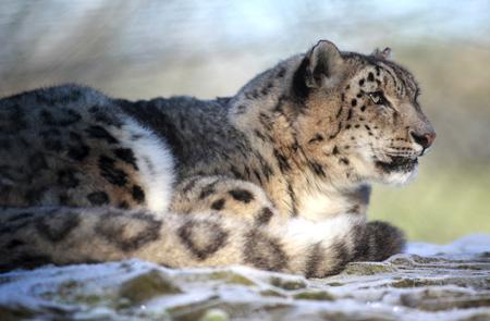 Snow Leopard at Marwell Wildlife Park