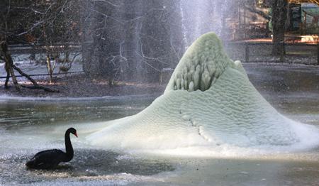 A Black Swan in front of a frozen water fountain at Marwell Wildlife Park