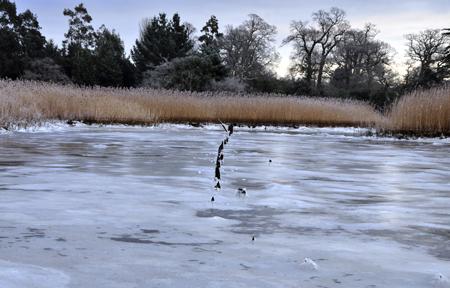 A frozen pond at Beaulieu in the New Forest. By Echo reader Alex Haimes