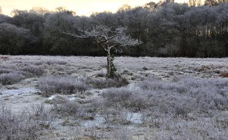 A frosty scene in the New Forest. Picture by Alex Haimes