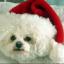 Ronnie the Bichon Frise chills out by Alison Hayter Ronnie the Bichon Frise chills out by Alison Hayter