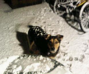 Scooby the dog having fun in the snow sent in by Alex Murphy Hume from Hamble

