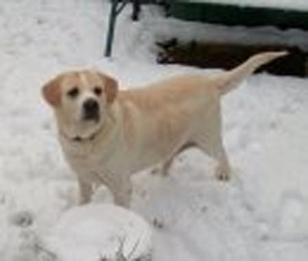 Max in the snow in Sholing from Echo reader Nikki Peacey