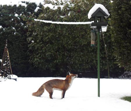 A fox eyes-up the bird table for a tasty morsel.

Titchfield