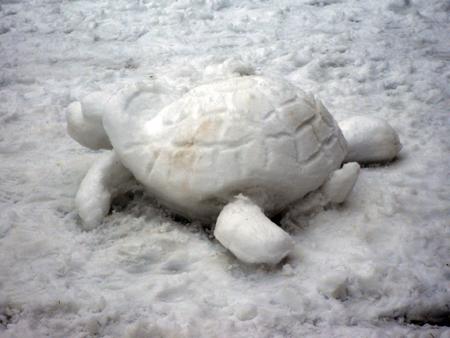 Snowturtle from Louise Downie