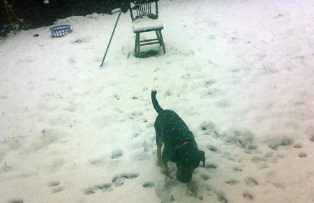 Bruce a Tenerife dog enjoys the snow for the first time