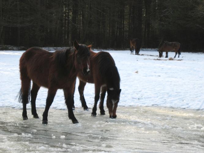 Taken in the New Forest on Friday the 8th of January 2010 by William Bourne.