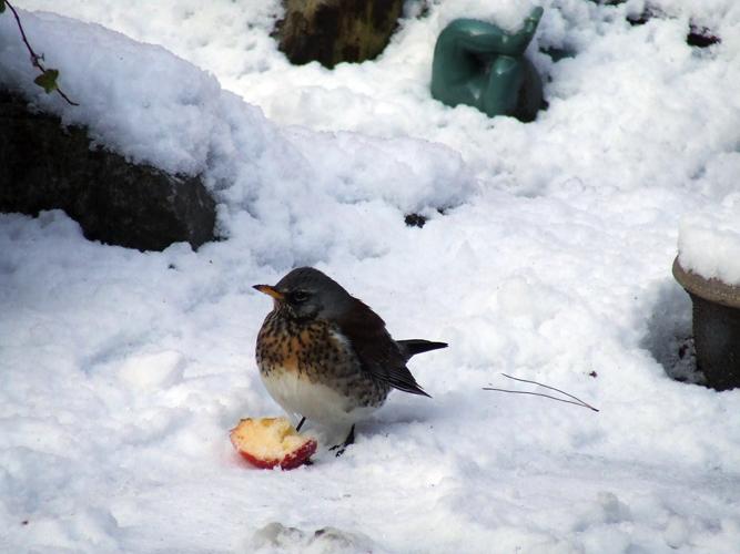 a fieldfare in the snow in my garden today, 7th January 2010.  He was there most of this afternoon, eating the apples and berries I had put out.

Susan Oates
