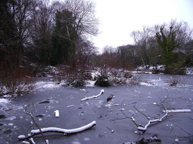 louise goslin Millers Pond in the snow