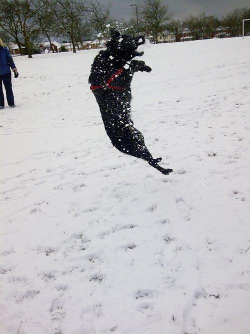 Jumping for snow!
