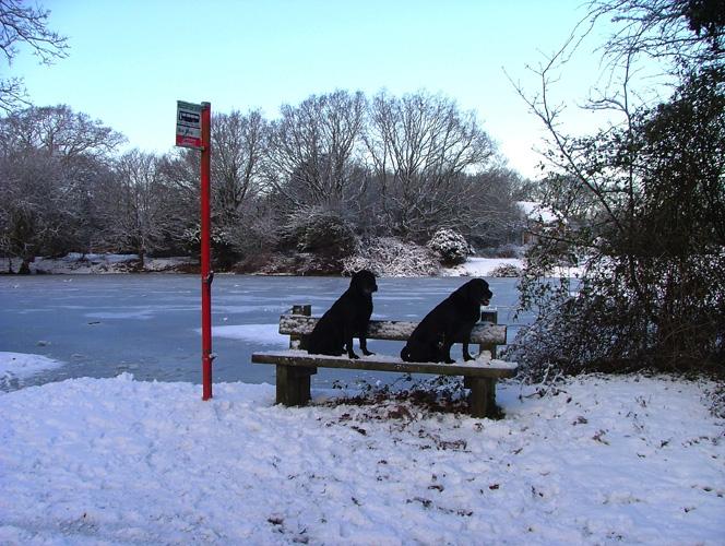  Eric & Ernie are waiting for the bus at Pilley Pond in Hampshire! by Nick Percy
