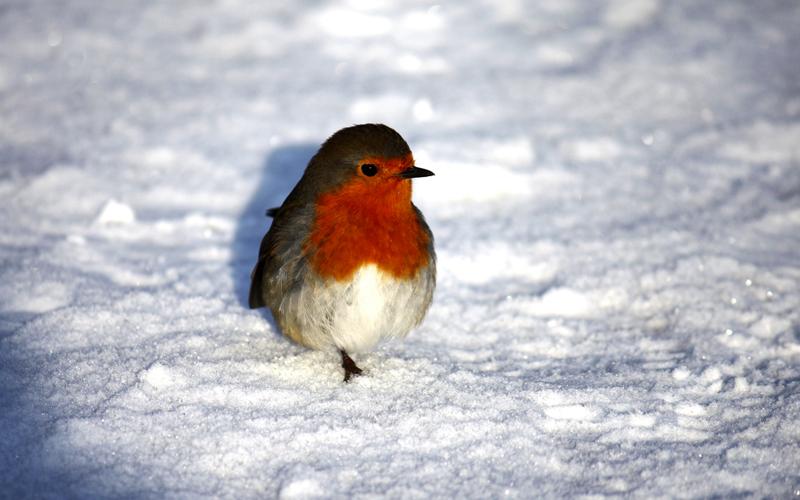 A Robin in fresh snow By Robert Loades