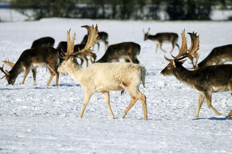 Fallow buck in the snow by 
Stan Kemish