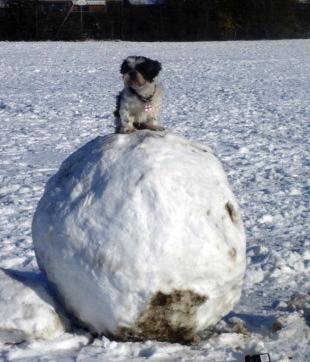 One of our Shitzu's Harvey on a snowball.