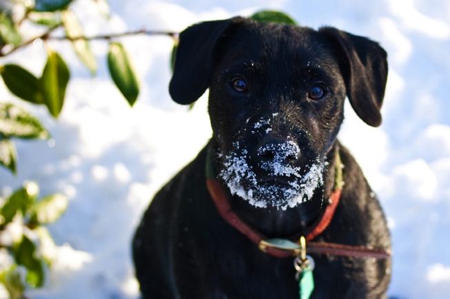 Sully, a Patterdale puppy, who thinks his job is to eat all the snow...
