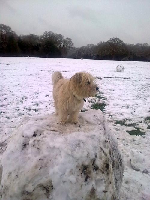 Bowie rolling a snowman, Southampton Common
 
Carly Crossfield