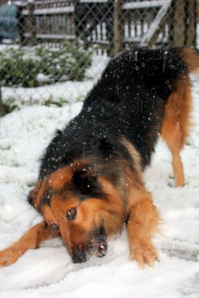Digby enjoying the snow by Carolyn Ballard.