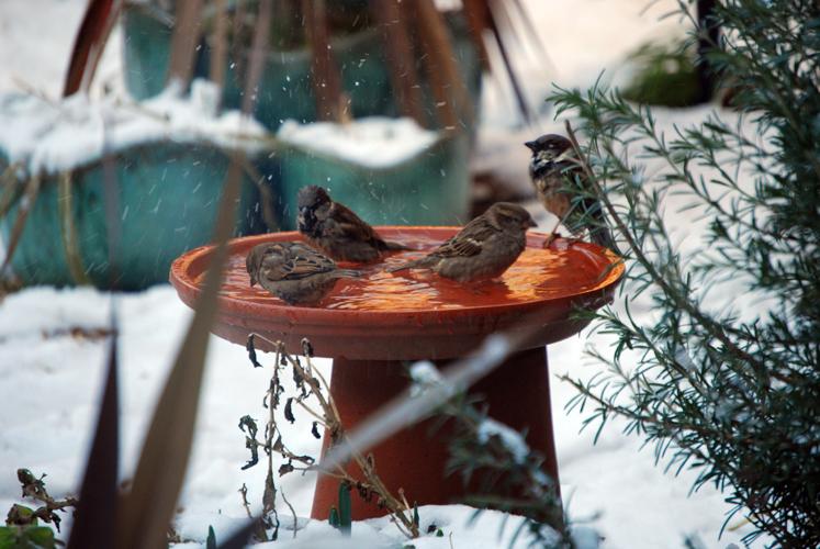 Despite the snow and the cold temperatures, a family of birds still tooktime out to have a bath in our back garden.
Sylvia Russell
