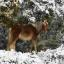 Holly trees felled for New Forest ponies