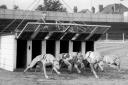 Greyhound racinng at Southampton Stadium in 1946.