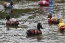 Duck race to be held in Kingsclere