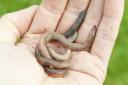 Earthworms in the hand. Picture by Alan Price
