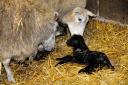 A just-born triplet lamb is cleaned up by his mother as another ewe looks on