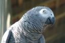 An African grey parrot at Birdworld