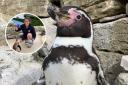 Frank could be voted the top penguin in the world