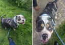 Man pleads guilty to illegal ear cropping of seven bully dogs in Southampton