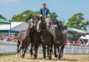 Arena events are one of the main attractions at the New Forest Show.