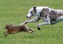 Two men have each been fined more than £1,000 after a police investigation into hare coursing.