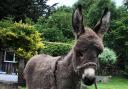 The baby donkey left orphaned by an accident in the New Forest. Picture: New Forest Roads Awareness.