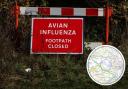 Flock to be culled after bird flu cases found near Romsey