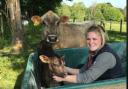 Katie Ferrett with Hope, one of two young cows auctioned in aid of Cancer Research UK.