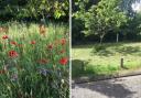 The wildflower meadow in Knowle Hill before and after it was mowed by the council