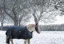 A horse in Micheldever snow