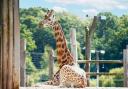 Mburo the giraffe at Marwell