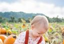 It's pumpkin-picking season in Hampshire