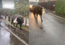 Cow sighted roamingTotton