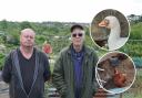 Stuart Smith (left) and John Payne at Witts Hill allotments. Inset: Animals targeted in break-ins.