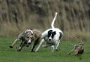 Five men from the Southampton area have been sentenced for hare coursing offences