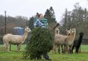 Sue Sears feeding alpacas Christmas trees dropped off at Petlake Alpacas of the New Forest in Bartley.