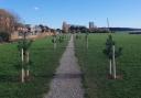 Trees planted at Weston Shore