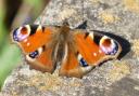 People are wanted to take part in the Butterfly Monitoring Scheme