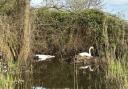  A female swan has died after being shot in the neck with an air rifle near Weston Parade, Southampton