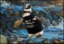 Ralph the penguin in his wetsuit