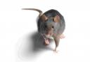 War declared on plague of rats